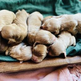 Cockapoo Puppies from Bright and Beautiful Cockapoos and Doodles
