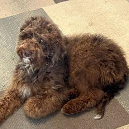 Foxy - Australian Labradoodle