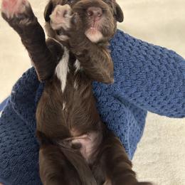 Dark Blue Male is reserved - Brown male Portuguese Water Dog puppy in Des Moines, Iowa from Stacy's PWD Portuguese Water Dogs