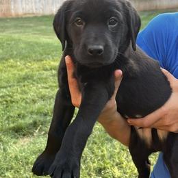 Blue collar male - Black male Labrador Retriever puppy in Stokesdale, North Carolina from Belews Creek Gundogs