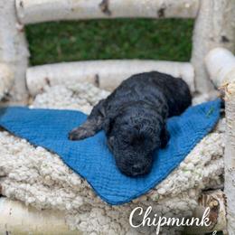 Chipmunk - Phantom male Bernedoodle puppy in Williamson, New York from Lakeside Doodles