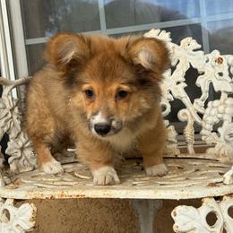 Momo - Sable male Pembroke Welsh Corgi puppy in East Oakdale, California from Rhettro Kennels