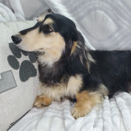 Beau - Dachshund