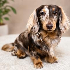 Maple - Dachshund