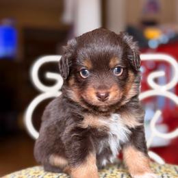 Michelangelo - Red tri male Miniature Australian Shepherd puppy in Buchanan, Georgia from Stanleyville Farm Mini Aussies