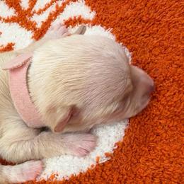 Winnie - Cream female Chihuahua puppy in Seneca, Missouri from Stephanie’s Puppy Colony