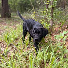 Labrador Retriever Puppies from Olmstead Labradors