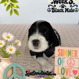 Groovin' - Parti male Goldendoodle puppy in Frostproof, Florida from Lover Dover Doodles