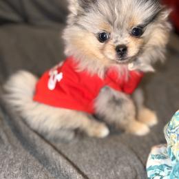 Pomeranian Puppies from Summer Set Poms