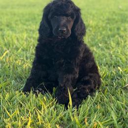 Brittni - Black female Poodle puppy in Vilonia, Arkansas from Liberty Valley Poodles