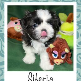 Shih Tzu Puppies from Lavender Lane Tzus
