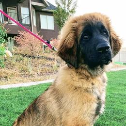 Bernese Mountain Dogs and Leonbergers from Echo River