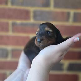 Chewie- AKC - Red male Dachshund puppy in Loganville, Georgia from Royal Dackel Haus