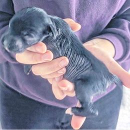 Girl 1 - female Chinese Crested puppy in Highland Park, Michigan from Family Kennel Dao Dog