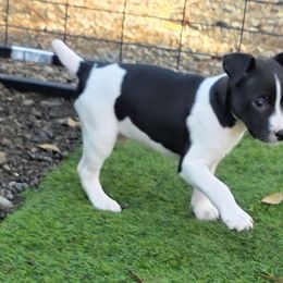 Hola - Black and white male Rat Terrier puppy in Ukiah, California from Mysthaven Rat Terriers