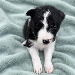Female 3 - Black and white female Border Collie puppy in Shell Knob, Missouri from Stoneridge Kennel