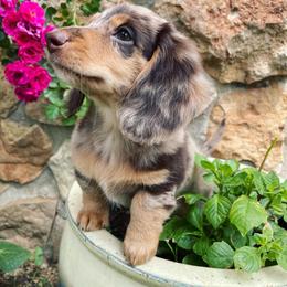 Dachshund Puppies from Rustic Dachshunds