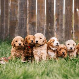 Goldendoodle Puppies from 307 Doodles