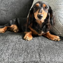 Bella - Dachshund