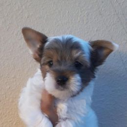 Shih Tzu and Yorkshire Terrier Puppies from Thorntons Fur Crew