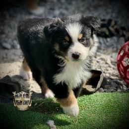 Valentine - Black tri male Miniature Australian Shepherd puppy in El Dorado Springs, Missouri from HP Aussie Kennels