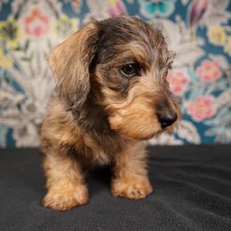Dachshund Puppies from Shining A Lowriders & Co.