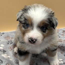 Boy 2 - male Australian Shepherd puppy in California, Kentucky from R and B Aussies