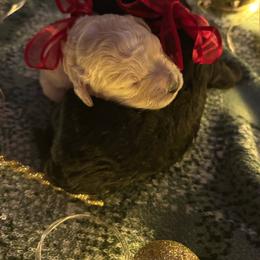 Stewart - Cream male Cockapoo puppy in Anderson, South Carolina from Cackalacky Companions