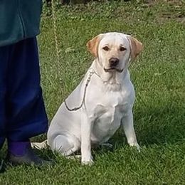 Bessie - Labrador Retriever