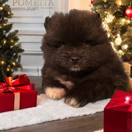 Mini Oreo - Black male Pomeranian puppy in North Port, Florida from West Coast Diva Pupz