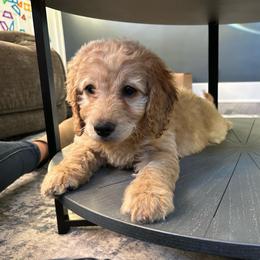 Cappuccino - Apricot female Goldendoodle puppy in Warren, Michigan from Annette Patterson