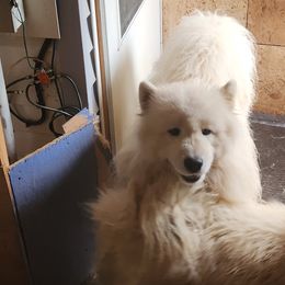 Drift the Samoyed - Pomsky