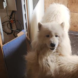 Drift the Samoyed - Pomsky