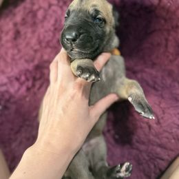 Major - Fawn female Great Dane puppy in Ocala, Florida from Cloud9 Bedlingtons and Argos Danes