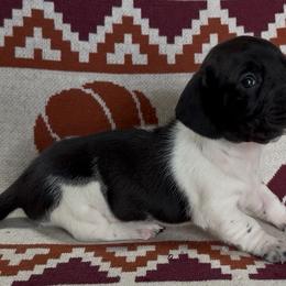 Barrel - Piebald male Dachshund puppy in Escalon, California from Dashing Dachshunds RF