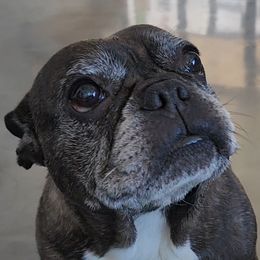Yazmeen - French Bulldog