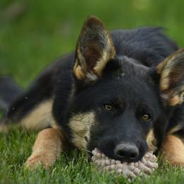 German Shepherd Puppies from Auf der Marquis German Shepherds