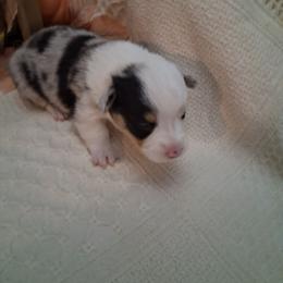 Domino - White and black female Pembroke Welsh Corgi puppy in Gaffney, South Carolina from Battlefield Kennels