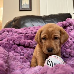 Labrador Retriever Puppies from SR Kennels