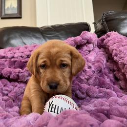 Labrador Retriever Puppies from SR Kennels
