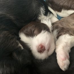 Havanese Puppies from Estelle's Havanese