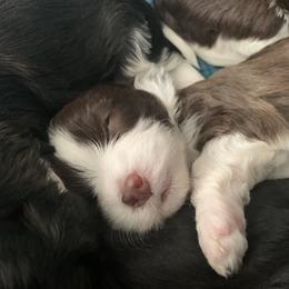 Havanese Puppies from Estelle's Havanese