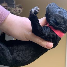 Goldendoodle Puppies from Cruella’s Doodles