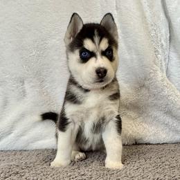 Blaire (Light Pink) - Black and white female Siberian Husky puppy in Ellijay, Georgia from Appalachian Siberians LLC