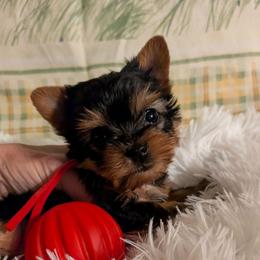 Polly pocket - Black and gold female Yorkshire Terrier puppy in Gatesville, Texas from KontryKritterz Yorkies