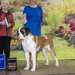 Saint Bernard puppies from Metal Saints