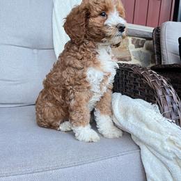 Bella - Tri-color female Bernedoodle puppy in Holtwood, Pennsylvania from Country Ridge Puppies