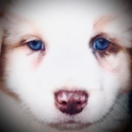 Australian Shepherd Puppies from Black Canyon Corral Aussies