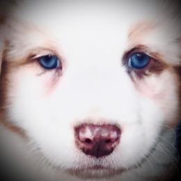 Australian Shepherd Puppies from Black Canyon Corral Aussies