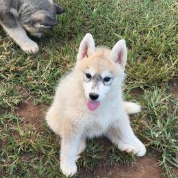 Girl 2 - Gray and white female Siberian Husky puppy in Loudon, Tennessee from Kristari Siberians